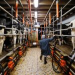 EU launches WTO challenge against China's European dairy subsidies probe Reuters Commodities