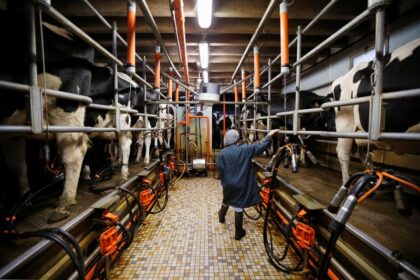 EU launches WTO challenge against China's European dairy subsidies probe Reuters Commodities